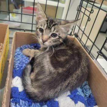 WAGS-Stray-22114 -  Domestic Short Hair Cat for Adoption in Westminster, California - WAGS-Stray-22114 | PetCurious