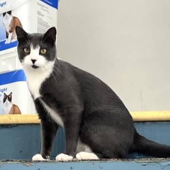 Rescue Domestic Short Hair Cats for Adoption in East Rochester, New York - The Duke | PetCurious