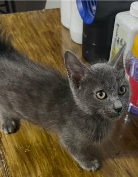 Armani -  Domestic Short Hair Cat for Adoption in Columbia, South Carolina - Armani | PetCurious