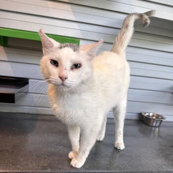 Asher -  Domestic Short Hair Cat for Adoption in Hailey, Idaho - Asher | PetCurious