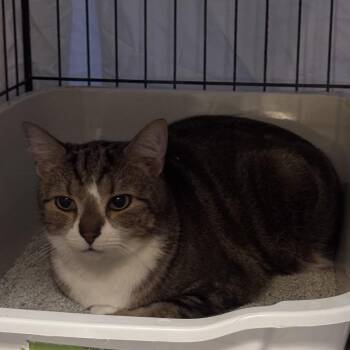 Monkey -  Domestic Short Hair Cat for Adoption in Inwood, West Virginia - Monkey | PetCurious