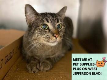 Domestic Short Hair Cats Available for Adoption - WHISKERS | PetCurious