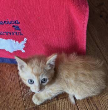 Sam -  Domestic Short Hair Cat for Adoption in Poplar Grove, Illinois - Sam | PetCurious