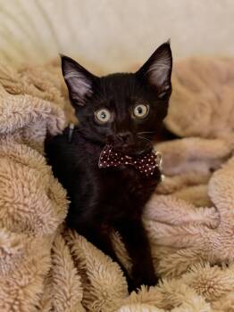 Spruce-Transport -  Domestic Short Hair Cat for Adoption in Gradyville, Kentucky - Spruce-Transport | PetCurious