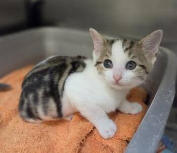 Bureau -  Domestic Short Hair Cat for Adoption in Westland, Michigan - Bureau | PetCurious