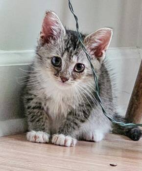 Rescue Domestic Short Hair Cats for Adoption in Chapel Hill, North Carolina - _Dahlia | PetCurious