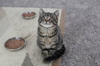 Rescue Domestic Short Hair Cats for Adoption - Vokey | PetCurious