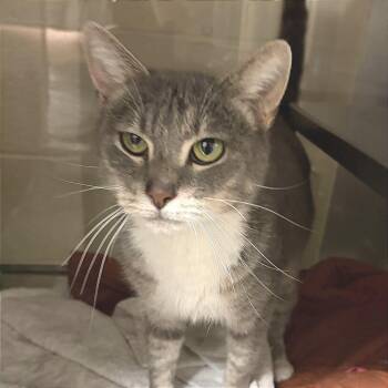 Coral -  Domestic Short Hair Cat for Adoption in Concord, North Carolina - Coral | PetCurious
