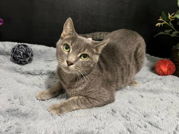 Rescue Domestic Short Hair Cats for Adoption in Fayetteville, Georgia - Luna | PetCurious