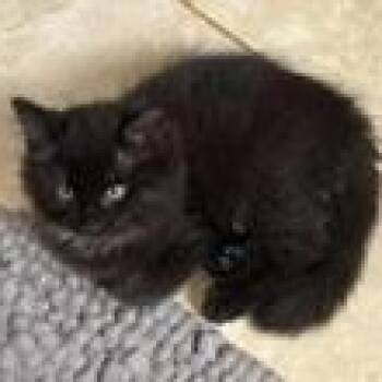 Malbec (bonded with Chardonnay) -  Domestic Long Hair Cat for Adoption in Pickering, Ontario - Malbec (bonded With Chardonnay) | PetCurious