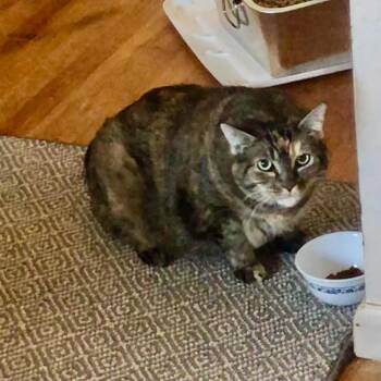 Domestic Short Hair Cats Available for Adoption in Newburgh, New York - Emily | PetCurious