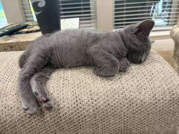 Kage -  Russian Blue and Domestic Short Hair Cat for Adoption in Rosenberg, Texas - Kage | PetCurious