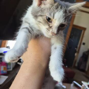 Cheesecake -  Domestic Medium Hair Cat for Adoption in Tilton, Illinois - Cheesecake | PetCurious