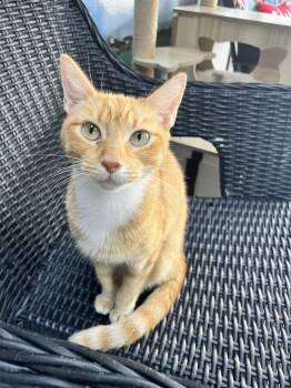 Rescue Tabby Cats for Adoption in Tavares, Florida - Drusilla | PetCurious