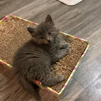 Toby -  Domestic Medium Hair Cat Available for Adoption in San Juan Capistrano, California - Toby | PetCurious
