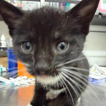 LILY KITTEN4 -  Domestic Short Hair Cat for Adoption in Richmond, California - LILY KITTEN4 | PetCurious