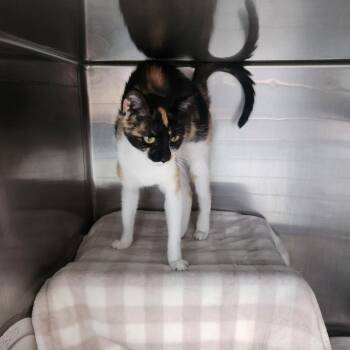 Pickles -  Domestic Short Hair Cat for Adoption in Brockton, Massachusetts - Pickles | PetCurious