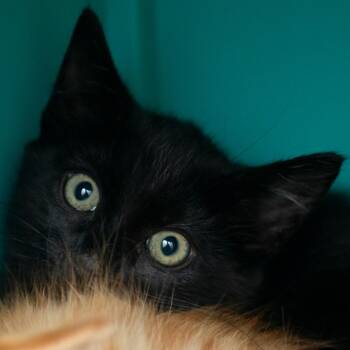 Allstate -  Domestic Short Hair Cat for Adoption in Middletown, Rhode Island - Allstate | PetCurious