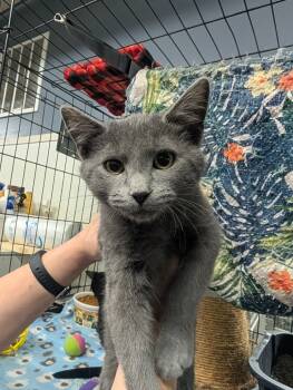 Rescue Domestic Short Hair Cats for Adoption in Virginia, Minnesota - Lupin | PetCurious