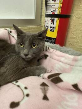 Rescue Russian Blue Cats for Adoption in Parlier, California - Bomba Cat | PetCurious