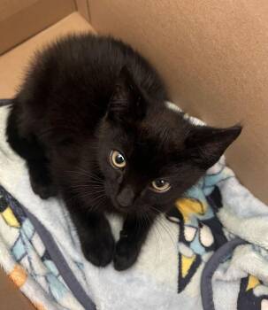 Jonesy -  Domestic Short Hair Cat for Adoption in Alexandria, Virginia - Jonesy | PetCurious