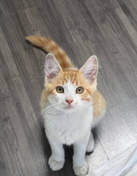 Toby -  Tabby Cat for Adoption in Alameda, California - Toby | PetCurious