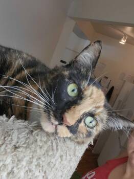 Rescue Domestic Short Hair Cats for Adoption in San Diego, California - Camille | PetCurious