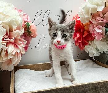 Rosemary -  Domestic Short Hair Cat for Adoption in Newberg, Oregon - Rosemary | PetCurious