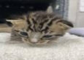Rescue Domestic Short Hair Cats for Adoption in Largo, Florida - Barley | PetCurious