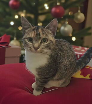 Rescue Torbie Cats for Adoption in Knoxville, Tennessee - Molly | PetCurious