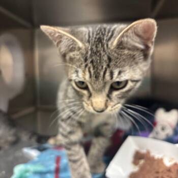 Chloe -  Domestic Short Hair Cat for Adoption in Lakeland, Florida - Chloe | PetCurious