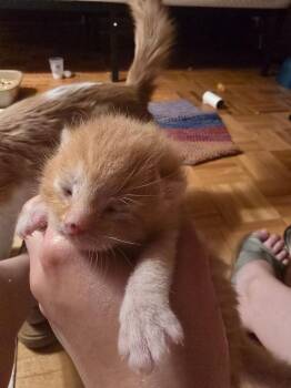 Little Chef -  Domestic Short Hair Cat for Adoption in Ashland, Wisconsin - Little Chef | PetCurious