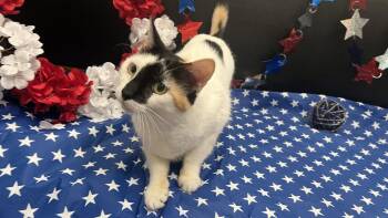 Kelly -  Calico and Domestic Short Hair Cat for Adoption in Fayetteville, Georgia - Kelly | PetCurious