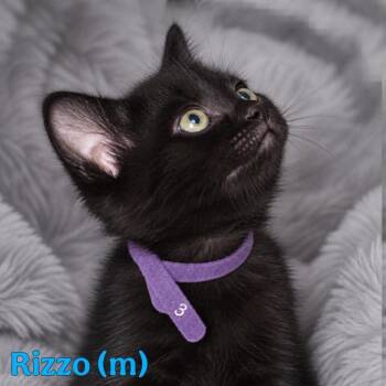 Rizzo -  Domestic Medium Hair Cat for Adoption in Fremont, Nebraska - Rizzo | PetCurious