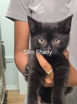 Slim Shady -  Domestic Short Hair Cat for Adoption in Cambridge, Maryland - Slim Shady | PetCurious