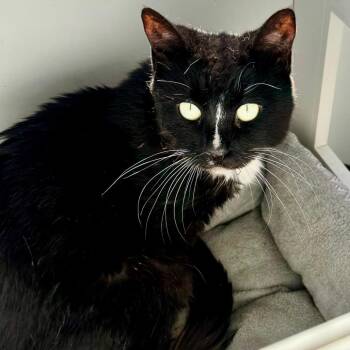 Elizabeth -  Domestic Short Hair Cat for Adoption in Lakeland, Florida - Elizabeth | PetCurious