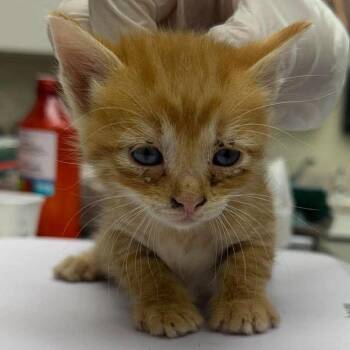 Nova 26-10-057 -  Domestic Short Hair Cat for Adoption in Bastrop, Texas - Nova 26-10-057 | PetCurious