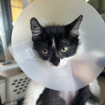 Gumbo (Killeen- 1) -  Domestic Short Hair Cat for Adoption in Leander, Texas - Gumbo (Killeen- 1) | PetCurious