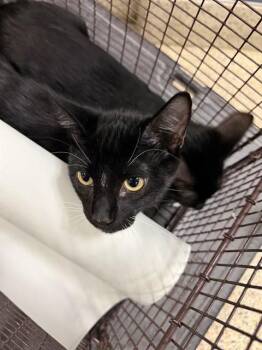 PETUNIA -  Domestic Short Hair Cat for Adoption in Doral, Florida - PETUNIA | PetCurious