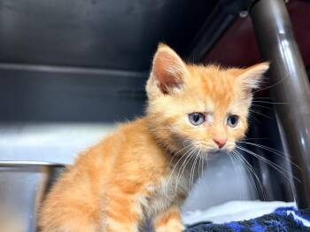 Omlet -  Domestic Short Hair Cat for Adoption in Huntington, Indiana - Omlet | PetCurious