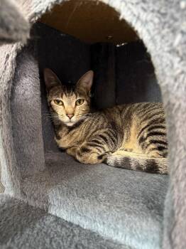 Domestic Short Hair Cats Available for Adoption in Corpus Christi, Texas - Theodora | PetCurious