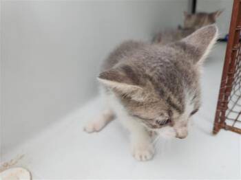 Domestic Short Hair Cats Available for Adoption in Houston, Texas - A655526 | PetCurious