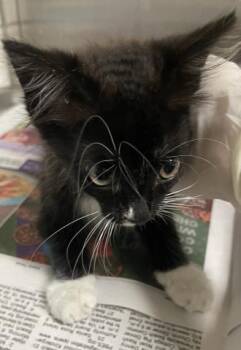 GABRIELLA -  Domestic Medium Hair Cat for Adoption in Pensacola, Florida - GABRIELLA | PetCurious