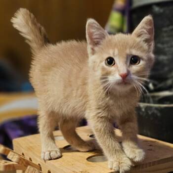 Waffles -  Domestic Short Hair Cat for Adoption in Canon City, Colorado - Waffles | PetCurious