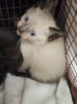 NICHOLAS -  Domestic Short Hair Cat for Adoption in Sacramento, California - NICHOLAS | PetCurious