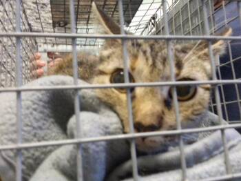 CHIP -  Domestic Medium Hair Cat for Adoption in Tulsa, Oklahoma - CHIP | PetCurious
