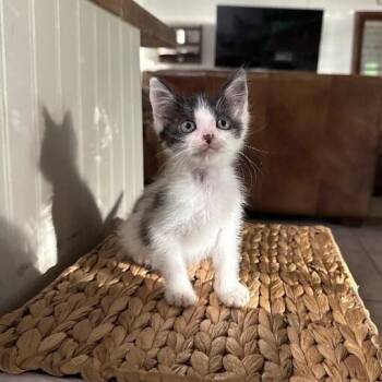 Mister George -  Tuxedo and Domestic Short Hair Cat for Adoption in Friendswood, Texas - Mister George | PetCurious