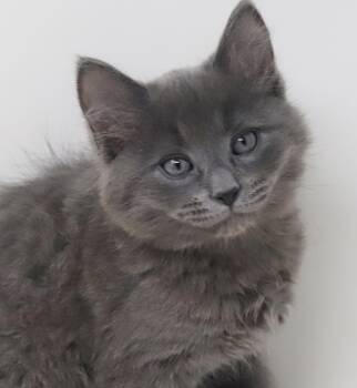 Maine Coon and Nebelung Cats Available for Adoption in Bedford Hills, New York - Goof Is GORGEOUS - Poofy Sweet And Mini Cat Dog! | PetCurious