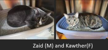 Rescue Domestic Short Hair Cats for Adoption in Wahpeton, North Dakota - Kawther(F) And Zaid(M) (BONDED PAIR) | PetCurious