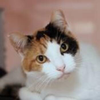 Peaches -  Domestic Short Hair Cat for Adoption in Hilliard, Ohio - Peaches | PetCurious